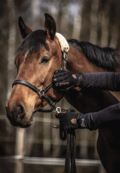 Hestra Ergo Grip Equestrian 5-finger -Hestra 290 cd66c0f808 e1a9689 original